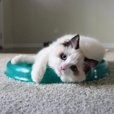 Show full view: Turbo Scratcher Replacement Pads, 2 count slide 4 of 8