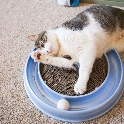 Show full view: Turbo Scratcher Replacement Pads, 2 count slide 5 of 8