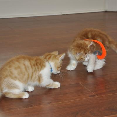 Show full view: Turbo Whirly Pop Cat Toy with Catnip slide 4 of 10