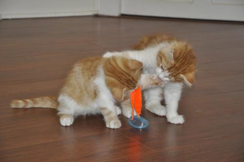 Show full view: Turbo Whirly Pop Cat Toy with Catnip slide 5 of 10