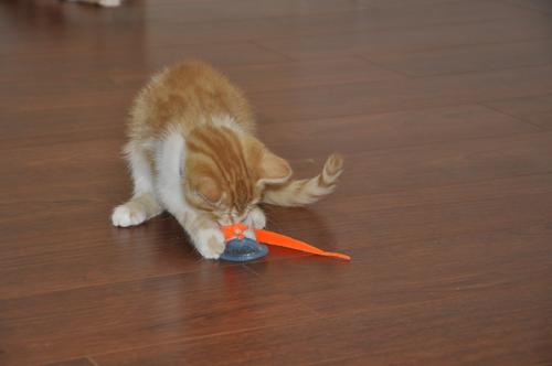 Show full view: Turbo Whirly Pop Cat Toy with Catnip slide 7 of 10