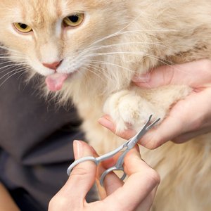 Tweezerman Stainless Steel Dog & Cat Safety Tip Trimming Scissors