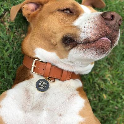 Show full view: Two Tails Pet Company Adopt Don't Shop Brass Non-Personalized Dog & Cat ID Tag, Black slide 4 of 5