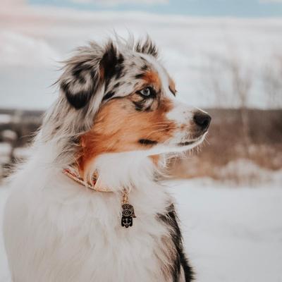 Show full view: Two Tails Pet Company Hamsa Brass Non-Personalized Dog ID Tag, Black/Gold slide 4 of 6