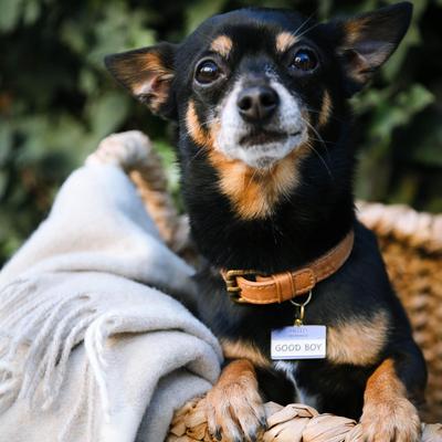 Show full view: Two Tails Pet Company Hello My Name Is Good Boy Brass Non-Personalized Dog & Cat ID Tag, Blue slide 5 of 7