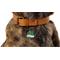 Show in main carousel: Two Tails Pet Company Pawsitvity Brass Non-Personalized Dog & Cat ID Tag, Green slide 4 of 5