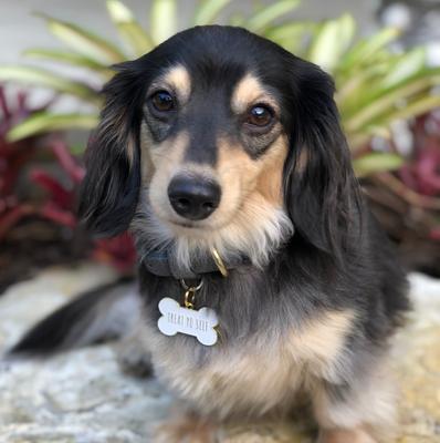 Show full view: Two Tails Pet Company Treat Yo Self Personalized Dog & Cat ID Tag slide 3 of 4