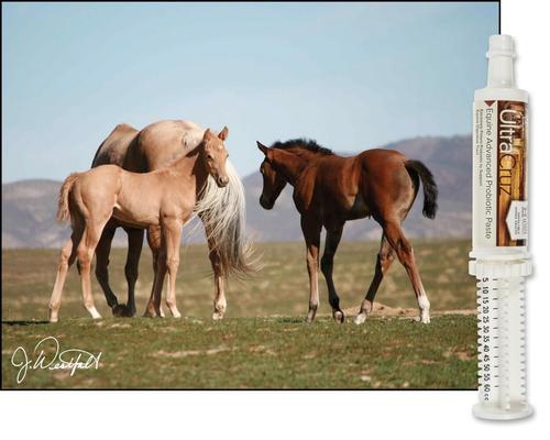 Show full view: UltraCruz Foal Advanced Probiotic Paste Horse Supplement, 60-mL, 6 count slide 3 of 5
