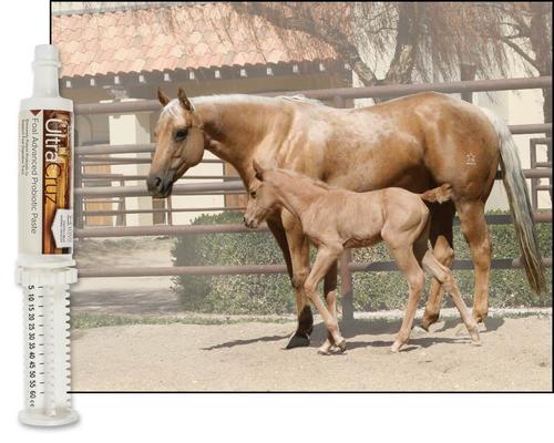 Show full view: UltraCruz Foal Advanced Probiotic Paste Horse Supplement, 60-mL, 6 count slide 4 of 5