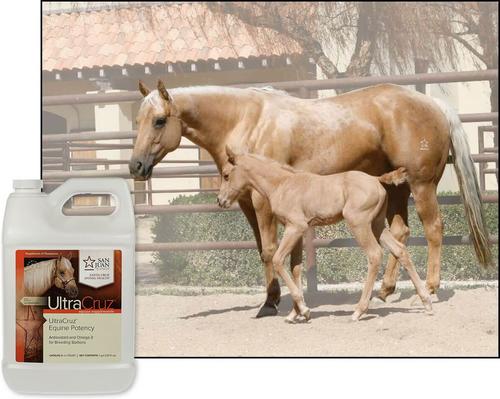 Show full view: UltraCruz Potency Liquid Horse Supplement, 1-gal bottle slide 3 of 4