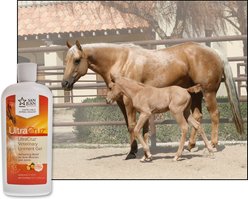 UltraCruz Veterinary Horse Liniment Gel, 12-fl oz bottle slide 2 of 4