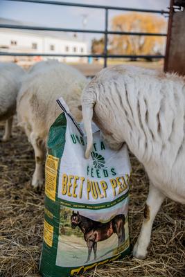 Show full view: Unbeetable Feeds Beet Pulp Low Sugar Pellets Horse Feed, 50-lb bag slide 6 of 9