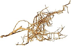 Underwater Treasures Bird Nest Wood Fish Ornament, Small
