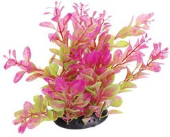 Underwater Treasures Cardamine Fish Plant, Pink, 6-in