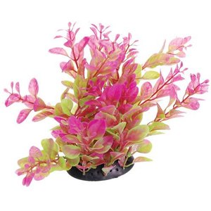Underwater Treasures Cardamine Fish Plant, Pink, 6-in