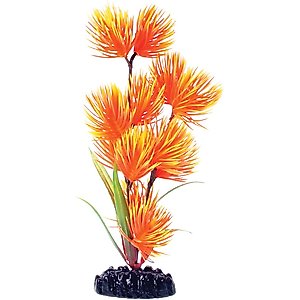 Underwater Treasures Conifer Fish Plant