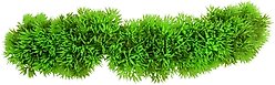 Underwater Treasures Creeping Jenny