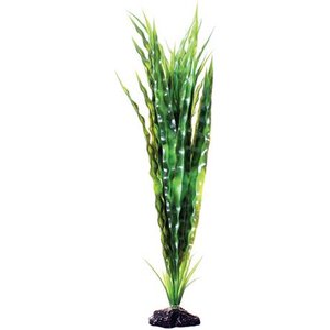 Underwater Treasures Cryptocoryne Balansae Fish Plant