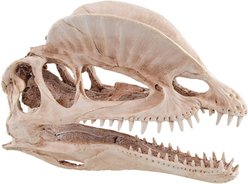 Underwater Treasures Dinosaur Skull Fish Ornament