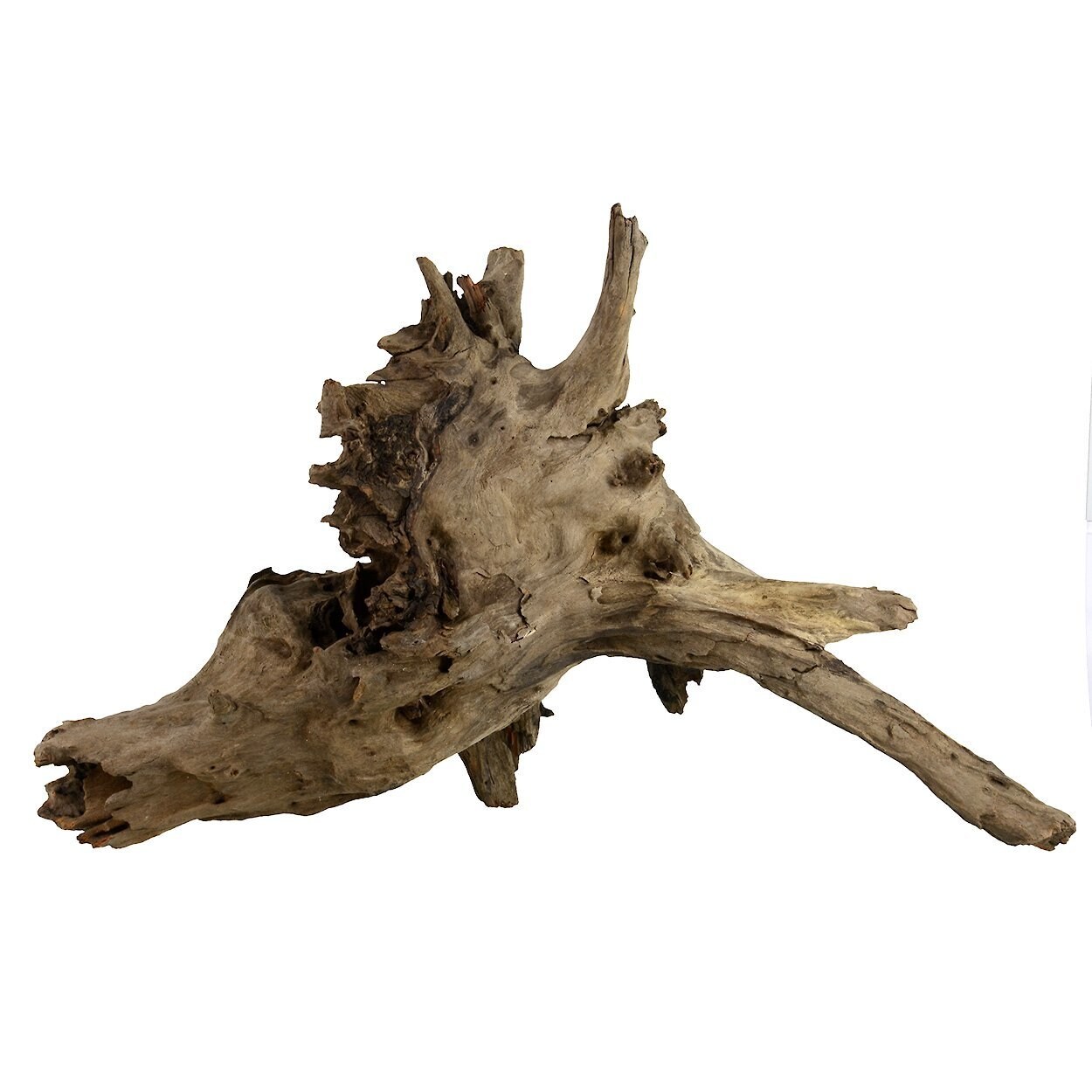 Underwater Treasures Eucalyptus Root Fish Wood, Nano