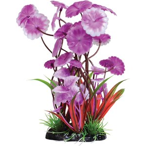 Underwater Treasures Fuscia Love Lily Fish Plant, 8-in