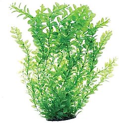 Underwater Treasures Green Cardamine Fish Plant