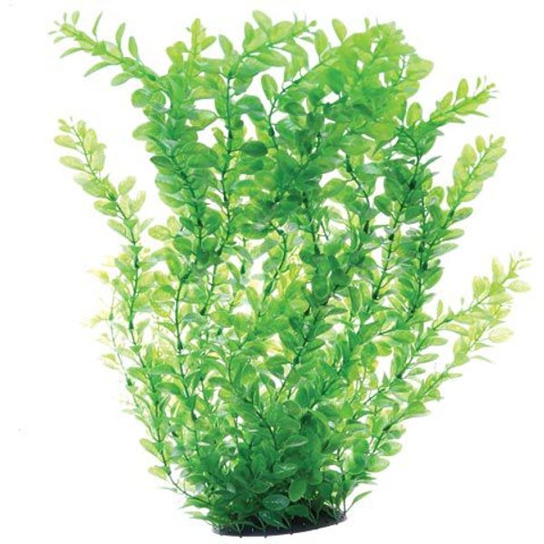 Underwater Treasures Cardamine Fish Plant