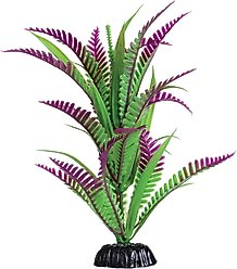 Underwater Treasures Heart Fern Fish Plant, 8-in