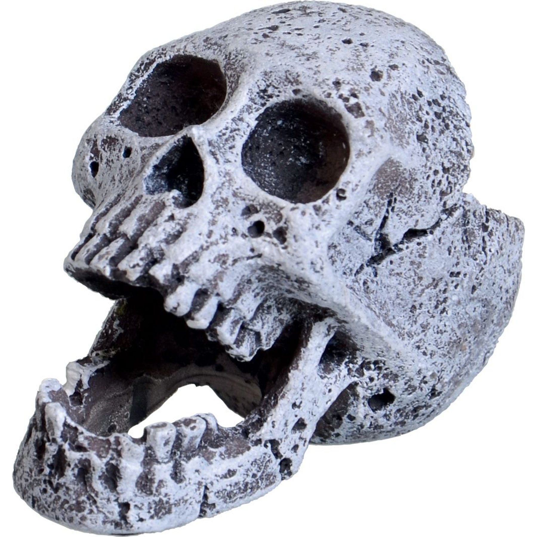 Underwater Treasures Laughing Skull Fish Ornament
