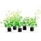 Show in main carousel: Underwater Treasures Mini Plant Baby Tear Fish Ornament, 5 count slide 1 of 1