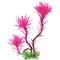 Show in main carousel: Underwater Treasures Paradise Fern Fish Plant, Fuchsia slide 1 of 1