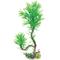 Show in main carousel: Underwater Treasures Paradise Fern Fish Plant, Green slide 1 of 1