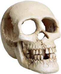 Underwater Treasures Skull Fish Ornament