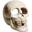 Show in main carousel: Underwater Treasures Skull Fish Ornament slide 1 of 1