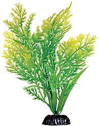 Underwater Treasures Water Violet Fish Plant, 8-in