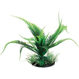 Underwater Treasures Weeping Fern Fish Plant