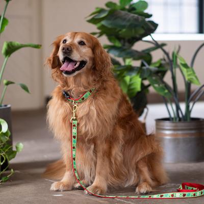 Show full view: Up Country Wide Ladybugs Dog Collar, X-Small: 6 to 12-in neck, 5/8-in wide slide 2 of 5