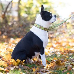 Up Country Wide Nuts Dog Collar, Large: 15 to 21-in neck, 1-in wide slide 2 of 6