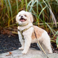 Up Country Wide Nuts Dog Collar, XX-Large: 21 to 27-in neck, 1-in wide slide 2 of 6