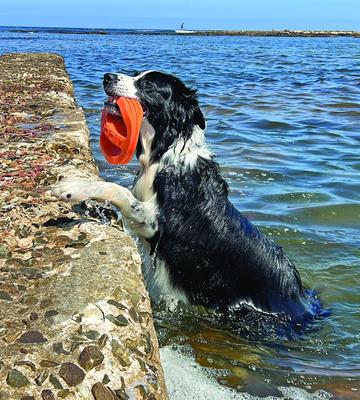 Show full view: Van Ness Doggi Catch & Carry Tough Dog Chew Toy, Orange, Large slide 9 of 10