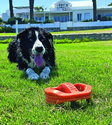 Show full view: Van Ness Doggi Catch & Carry Tough Dog Chew Toy, Orange, Large slide 8 of 10
