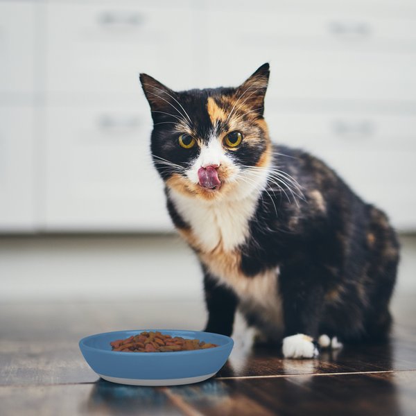 Show full view: Van Ness Ecoware Non-Skid Cat Dish, Blue, 8-oz slide 3 of 11