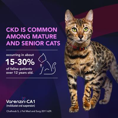 Show full view: Varenzin-CA1 25mg/mL Oral Suspension for Cats, 27mL bottle slide 8 of 10