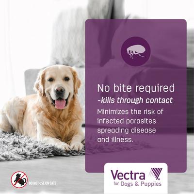 Show full view: Vectra Flea Spot Treatment for Small Dogs & Puppies, 11-20 lbs, (Aqua Box), 3 Doses (3-mos. supply) slide 5 of 9