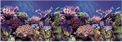 Vepotek Double-Sided Fish Aquarium Background, Ocean Seabed & Coral Reef, Small slide 2 of 4