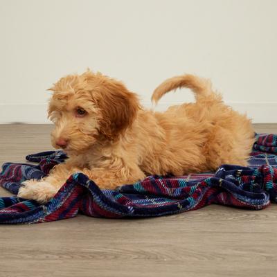 Show full view: Vera Bradley Cat & Dog Bag Blanket, One Size, Tartan Plaid slide 4 of 5