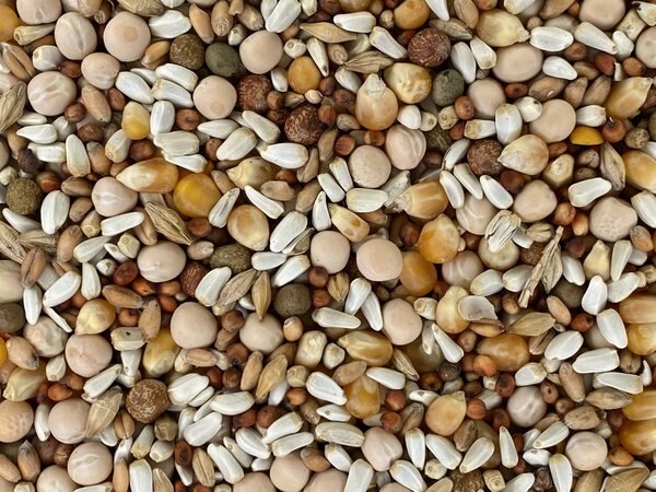 Versele-Laga Classic Pigeon Food Blends 15% Popcorn Pigeon Food, 50-lb bag