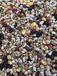 Versele-Laga Plus I.C.+ Black Label Start Pigeon Food, 40-lb bag slide 2 of 6