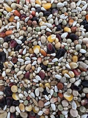 Show full view: Versele-Laga Plus I.C.+ Black Label Start Pigeon Food, 40-lb bag slide 2 of 7