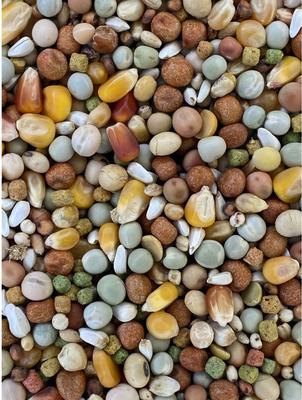 Show full view: Versele-Laga Plus I.C+ Start Pigeon Food, 40-lb bag slide 3 of 6